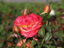 Edelrose 'Flaming Star' ® -Angebote Blumen Takt Store edelrose flaming star m120636 w 7