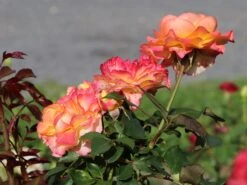 Edelrose 'Flaming Star' ® -Angebote Blumen Takt Store edelrose flaming star m120636 w 8