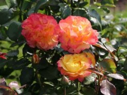 Edelrose 'Flaming Star' ® -Angebote Blumen Takt Store edelrose flaming star m120636 w 9