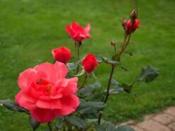 Edelrose 'Focus' ® -Angebote Blumen Takt Store edelrose focus m006002 1341765 0