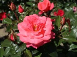 Edelrose 'Focus' ®