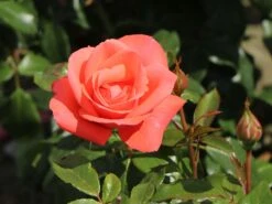 Edelrose 'Focus' ® -Angebote Blumen Takt Store edelrose focus m006002 w 2