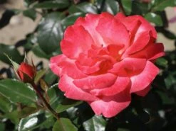 Edelrose 'Focus' ® -Angebote Blumen Takt Store edelrose focus m006002 w 5