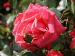 Edelrose 'Focus' ® -Angebote Blumen Takt Store edelrose focus m006002 w 7