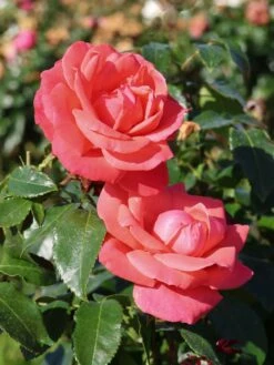 Edelrose 'Focus' ® -Angebote Blumen Takt Store edelrose focus m006002 w 9