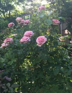 Edelrose 'Frederic Mistral' ® -Angebote Blumen Takt Store edelrose frederic mistral m002970 103281 0