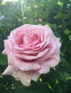 Edelrose 'Frederic Mistral' ® -Angebote Blumen Takt Store edelrose frederic mistral m002970 103281 1