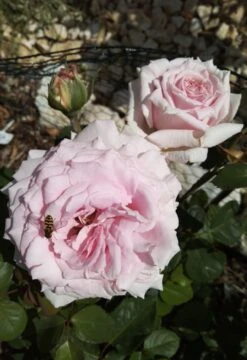 Edelrose 'Frederic Mistral' ® -Angebote Blumen Takt Store edelrose frederic mistral m002970 1385065 1