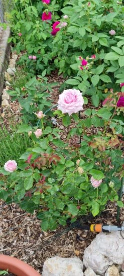 Edelrose 'Frederic Mistral' ® -Angebote Blumen Takt Store edelrose frederic mistral m002970 1385065 2