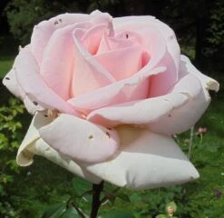 Edelrose 'Frederic Mistral' ® -Angebote Blumen Takt Store edelrose frederic mistral m002970 430730 0