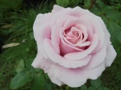 Edelrose 'Frederic Mistral' ® -Angebote Blumen Takt Store edelrose frederic mistral m002970 430730 1