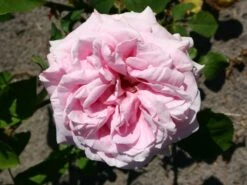 Edelrose 'Frederic Mistral' ® -Angebote Blumen Takt Store edelrose frederic mistral m002970 w 2