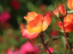 Edelrose 'Frohsinn' ® -Angebote Blumen Takt Store edelrose frohsinn m005894 w 1