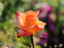 Edelrose 'Frohsinn' ® -Angebote Blumen Takt Store edelrose frohsinn m005894 w 4