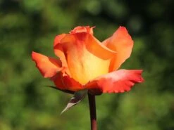 Edelrose 'Frohsinn' ® -Angebote Blumen Takt Store edelrose frohsinn m005894 w 5