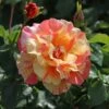 Edelrose 'Fruite' ®