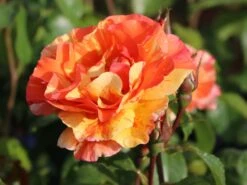Edelrose 'Fruite' ® -Angebote Blumen Takt Store edelrose fruite m002976 w 0
