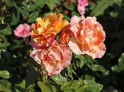 Edelrose 'Fruite' ® -Angebote Blumen Takt Store edelrose fruite m002976 w 10