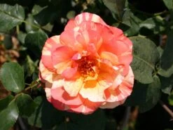 Edelrose 'Fruite' ® -Angebote Blumen Takt Store edelrose fruite m002976 w 2
