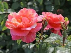 Edelrose 'Fruite' ® -Angebote Blumen Takt Store edelrose fruite m002976 w 3