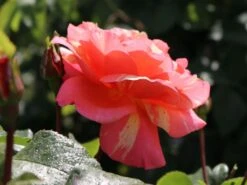 Edelrose 'Fruite' ® -Angebote Blumen Takt Store edelrose fruite m002976 w 4