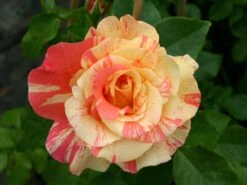 Edelrose 'Fruite' ® -Angebote Blumen Takt Store edelrose fruite m002976 w 5