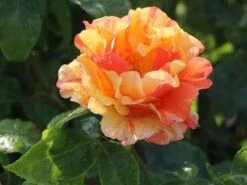 Edelrose 'Fruite' ® -Angebote Blumen Takt Store edelrose fruite m002976 w 7