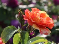 Edelrose 'Fruite' ® -Angebote Blumen Takt Store edelrose fruite m002976 w 8