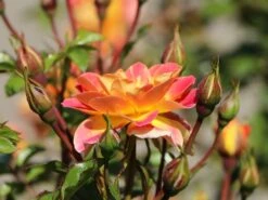 Edelrose 'Fruite' ® -Angebote Blumen Takt Store edelrose fruite m002976 w 9