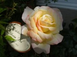 Edelrose 'Gloria Dei' / 'Peace' -Angebote Blumen Takt Store edelrose gloria dei m002994 433422 1