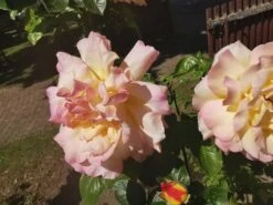 Edelrose 'Gloria Dei' / 'Peace' -Angebote Blumen Takt Store edelrose gloria dei peace m002994 1147446 0