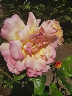 Edelrose 'Gloria Dei' / 'Peace' -Angebote Blumen Takt Store edelrose gloria dei peace m002994 1147446 1