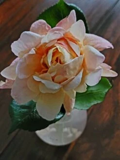 Edelrose 'Gloria Dei' / 'Peace' -Angebote Blumen Takt Store edelrose gloria dei peace m002994 1449854 0