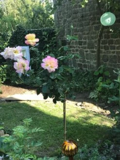 Edelrose 'Gloria Dei' / 'Peace' -Angebote Blumen Takt Store edelrose gloria dei peace m002994 193676 0