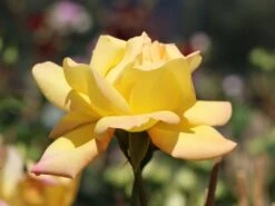 Edelrose 'Gloria Dei' / 'Peace' -Angebote Blumen Takt Store edelrose gloria dei peace m002994 w 2