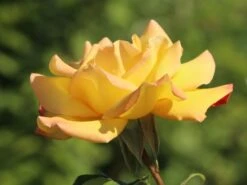 Edelrose 'Gloria Dei' / 'Peace' -Angebote Blumen Takt Store edelrose gloria dei peace m002994 w 3