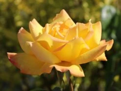 Edelrose 'Gloria Dei' / 'Peace' -Angebote Blumen Takt Store edelrose gloria dei peace m002994 w 4