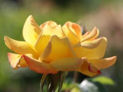 Edelrose 'Gloria Dei' / 'Peace' -Angebote Blumen Takt Store edelrose gloria dei peace m002994 w 5