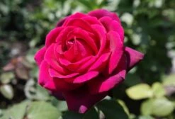 Edelrose Parfuma ® 'Gräfin Diana' ® -Angebote Blumen Takt Store edelrose graefin diana m056577 476369 0