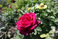 Edelrose Parfuma ® 'Gräfin Diana' ® -Angebote Blumen Takt Store edelrose graefin diana m056577 476369 1