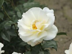 Edelrose 'Grand Nord' -Angebote Blumen Takt Store edelrose grand nord m122073 w 0