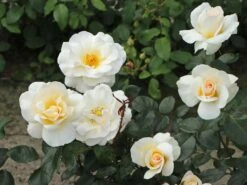 Edelrose 'Grand Nord' -Angebote Blumen Takt Store edelrose grand nord m122073 w 10