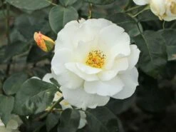 Edelrose 'Grand Nord' -Angebote Blumen Takt Store edelrose grand nord m122073 w 6