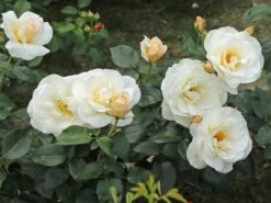 Edelrose 'Grand Nord' -Angebote Blumen Takt Store edelrose grand nord m122073 w 7