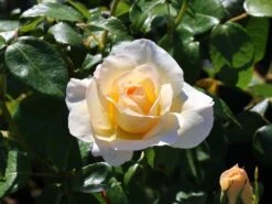 Edelrose 'Grand Nord' -Angebote Blumen Takt Store edelrose grand nord m122073 w 9