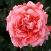 Edelrose 'Hamburger Deern' ®
