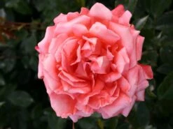 Edelrose 'Hamburger Deern' ®