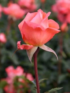 Edelrose 'Hamburger Deern' ® -Angebote Blumen Takt Store edelrose hamburger deern m003496 w 1