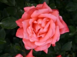 Edelrose 'Hamburger Deern' ® -Angebote Blumen Takt Store edelrose hamburger deern m003496 w 2