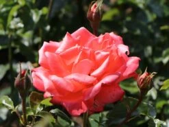 Edelrose 'Hamburger Deern' ® -Angebote Blumen Takt Store edelrose hamburger deern m003496 w 3